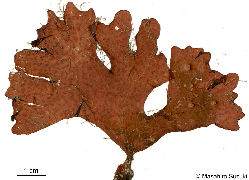 イツツギヌ Gracilaria punctata